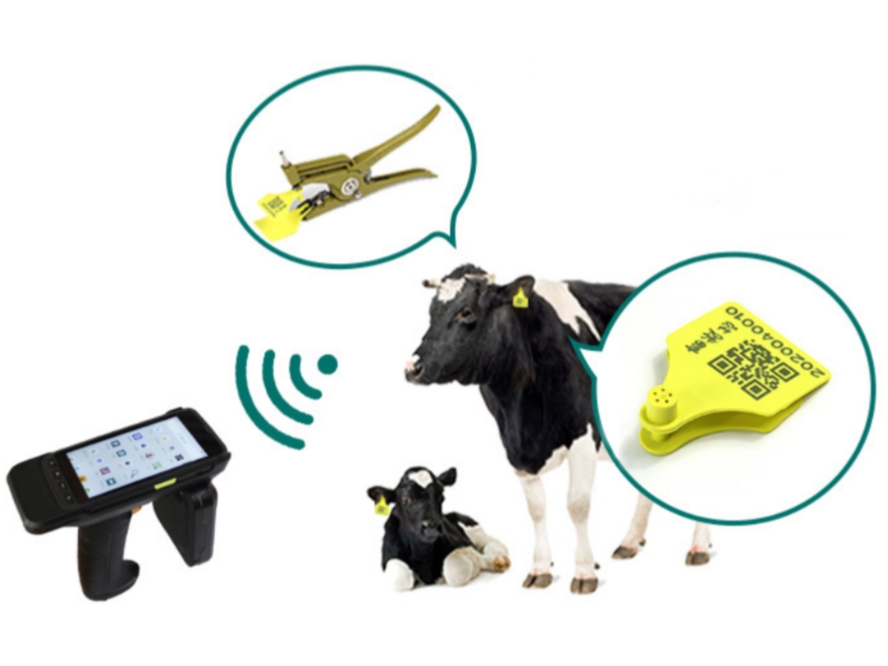 Why we choose RFID animal ear tags for farm management？